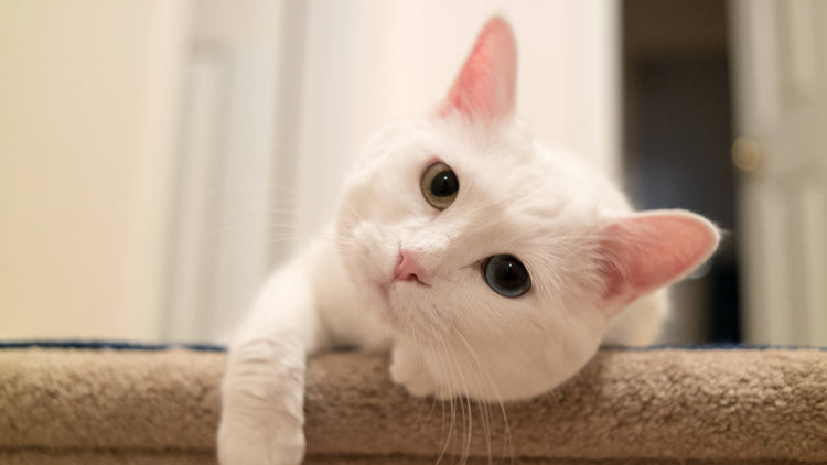 Univers du chat