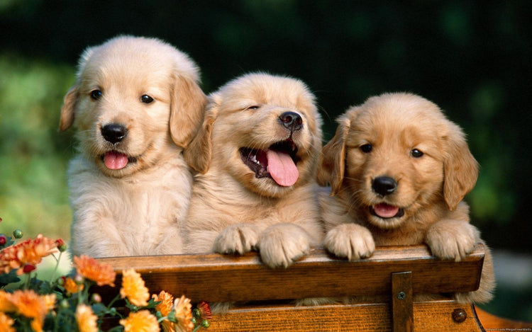 Univers du chien
